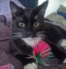 [picture of Clark, a Domestic Short Hair black/white\ cat] 