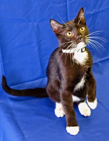 [another picture of Lewis, a Domestic Short Hair black/white\ cat] 