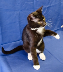 [picture of Lewis, a Domestic Short Hair black/white cat]