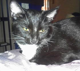 [picture of Lewis, a Domestic Short Hair black/white cat]