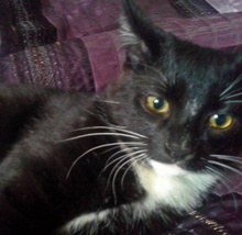 [picture of Lewis, a Domestic Short Hair black/white\ cat] 