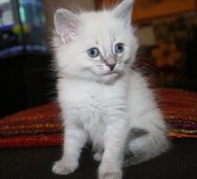 [another picture of Snow White AKA Snowball, a Siamese/Domestic Medium Hair-x lynxpoint\ cat] 