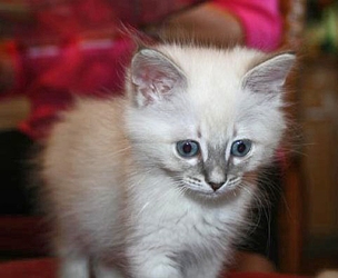 [picture of Snow White AKA Snowball, a Siamese/Domestic Medium Hair-x lynxpoint cat]