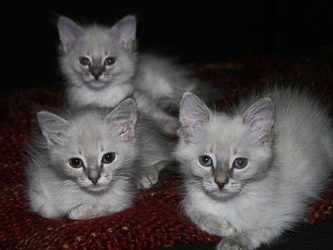 [picture of Snow White AKA Snowball, a Siamese/Domestic Medium Hair-x lynxpoint cat]