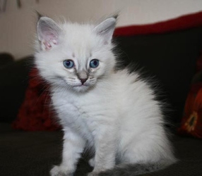 [picture of Aurora AKA Snowball, a Siamese/Domestic Medium Hair-x lynxpoint cat]