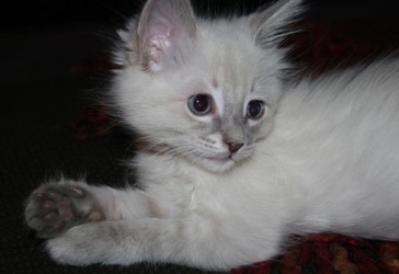 [picture of Aurora AKA Snowball, a Siamese/Domestic Medium Hair-x lynxpoint cat]