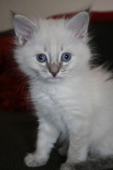 [picture of Aurora AKA Snowball, a Siamese/Domestic Medium Hair-x lynxpoint\ cat] 