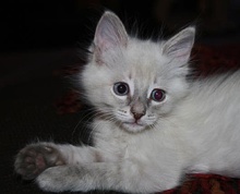 [another picture of Cinderella AKA Smeagol, a Siamese/Domestic Medium Hair-x lynxpoint\ cat] 