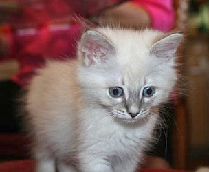 [picture of Cinderella AKA Smeagol, a Siamese/Domestic Medium Hair-x lynxpoint cat]