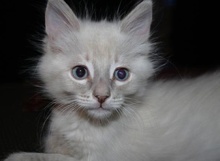 [picture of Cinderella AKA Smeagol, a Siamese/Domestic Medium Hair-x lynxpoint\ cat] 