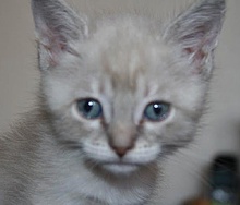 [picture of Ariel AKA Smeagol AKA Twilight, a Siamese/Domestic Medium Hair-x bluepoint\ cat] 