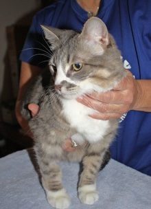 [another picture of Lisen, a Domestic Short Hair gray tabby/white\ cat] 