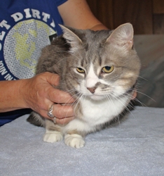 [picture of Lisen, a Domestic Short Hair gray tabby/white cat]