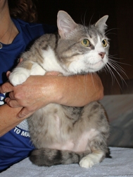 [picture of Lisen, a Domestic Short Hair gray tabby/white cat]