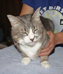 [picture of Lisen, a Domestic Short Hair gray tabby/white cat]