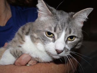 [picture of Lisen, a Domestic Short Hair gray tabby/white cat]