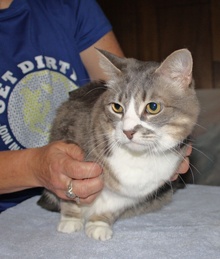 [picture of Lisen, a Domestic Short Hair gray tabby/white cat]