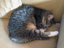 [picture of Lisen, a Domestic Short Hair gray tabby/white\ cat] 