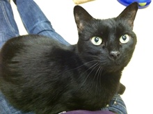 [another picture of Lucas, a Domestic Short Hair black\ cat] 