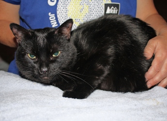 [picture of Lucas, a Domestic Short Hair black cat]