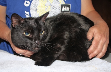 [picture of Lucas, a Domestic Short Hair black cat]