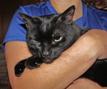 [picture of Lucas, a Domestic Short Hair black cat]
