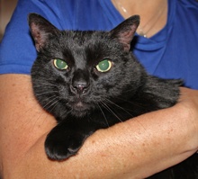 [picture of Lucas, a Domestic Short Hair black\ cat] 