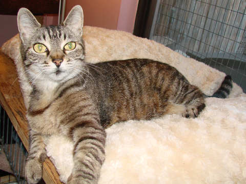 picture of Sylvia, a Domestic Short Hair brown tabby