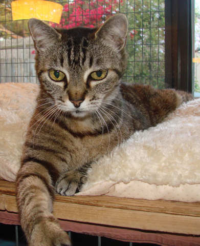 picture of Sylvia, a Domestic Short Hair brown tabby