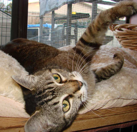picture of Sylvia, a Domestic Short Hair brown tabby