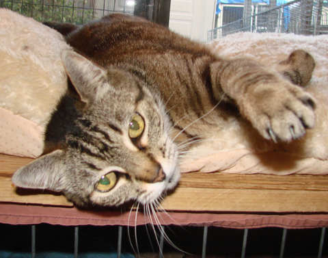 picture of Sylvia, a Domestic Short Hair brown tabby