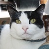 A picture of #SM00118: Bella a Domestic Short Hair black/white
