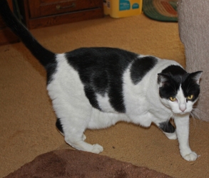 [picture of Bella, a Domestic Short Hair black/white cat]