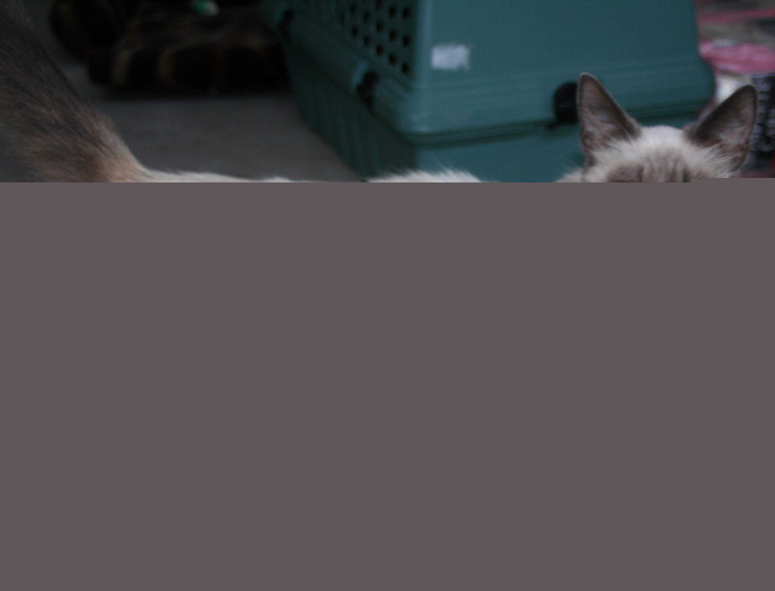 picture of Brina, a Siamese/Domestic Medium Hair-x lilac point