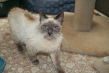 picture of Brina, a Siamese/Domestic Medium Hair-x lilac point