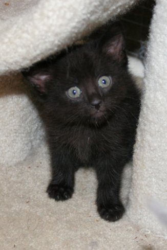 picture of Brynne, a Domestic Short Hair black