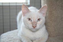 picture of Ziggy, a Siamese/Domestic Short Hair-x flamepoint