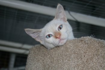 picture of Zeke, a Siamese/Domestic Short Hair-x flamepoint