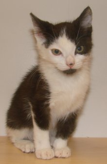 another picture of Winnie AKA Lorden, a Domestic Short Hair black/white