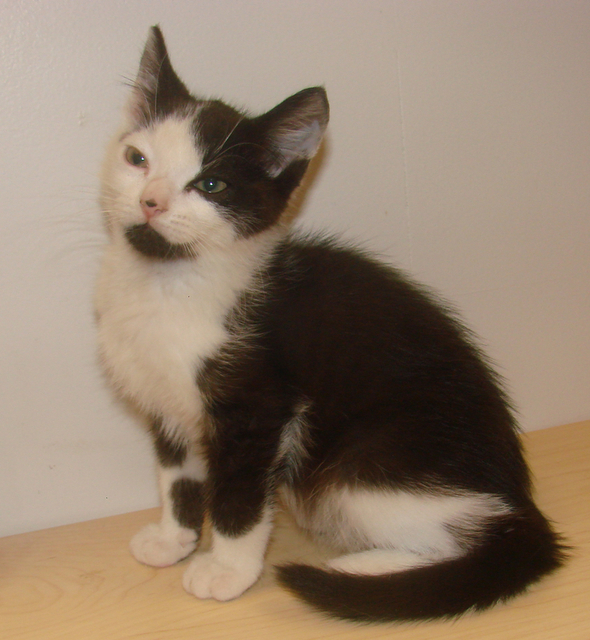 picture of Winnie AKA Lorden, a Domestic Short Hair black/white