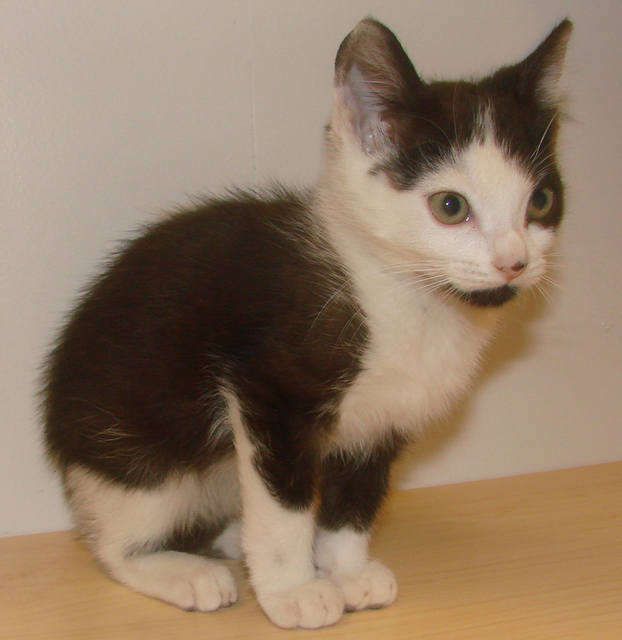 picture of Winnie AKA Lorden, a Domestic Short Hair black/white