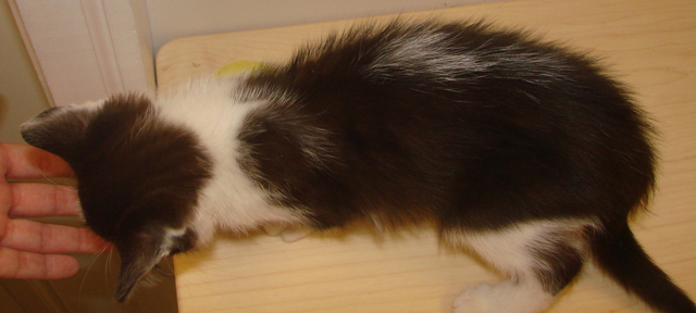 picture of Winnie AKA Lorden, a Domestic Short Hair black/white