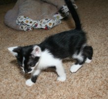 another picture of Frances, a Domestic Short Hair gray tabby