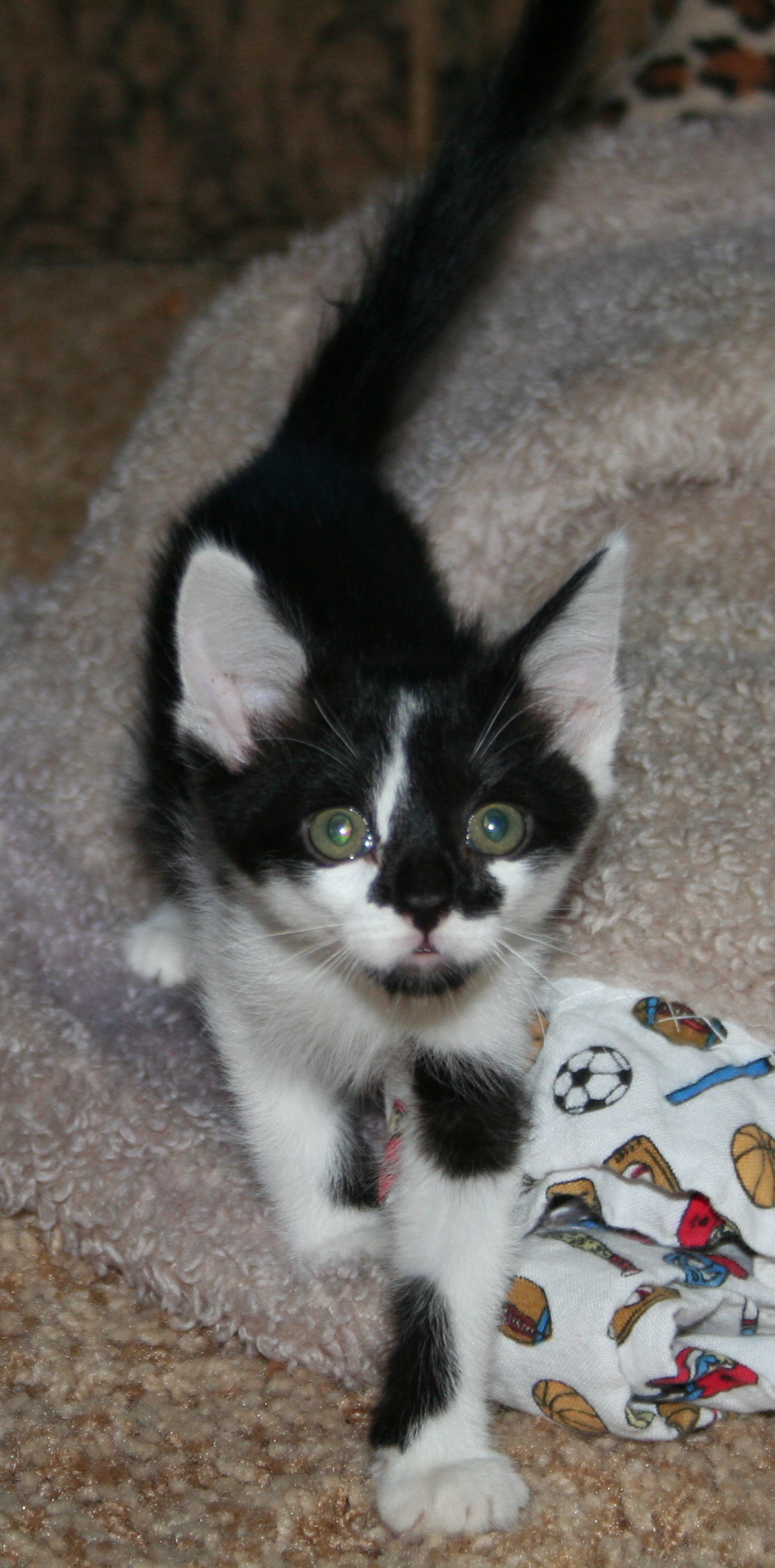 picture of Frances, a Domestic Short Hair gray tabby