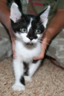 picture of Frances, a Domestic Short Hair gray tabby
