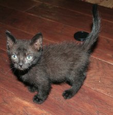 another picture of Freddy, a Domestic Short Hair black