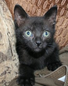 picture of Freddy, a Domestic Short Hair black