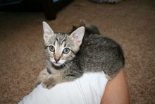 another picture of Franny AKA Fifi, a Domestic Short Hair gray tabby