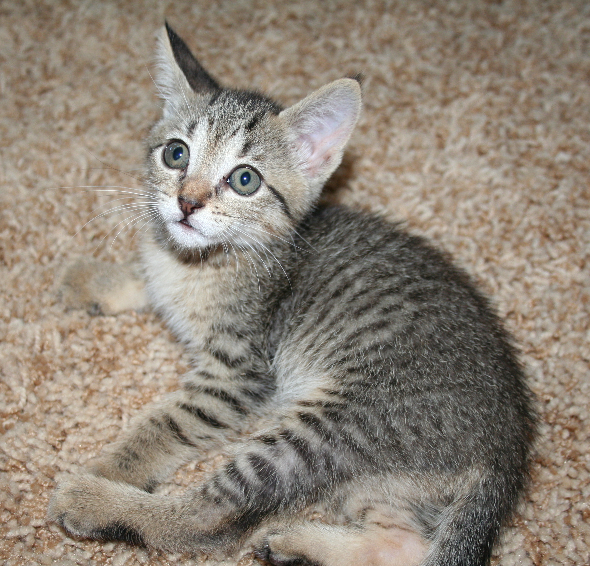 picture of Franny AKA Fifi, a Domestic Short Hair gray tabby