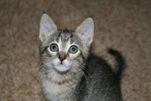 picture of Franny AKA Fifi, a Domestic Short Hair gray tabby